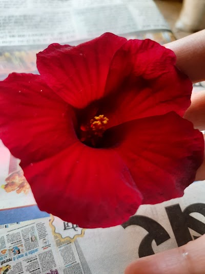 COLLMV7MKTXR_Gandhi_High_School_ChIJy_7j4aoW8jkR3Mwcg3aEpcc_8