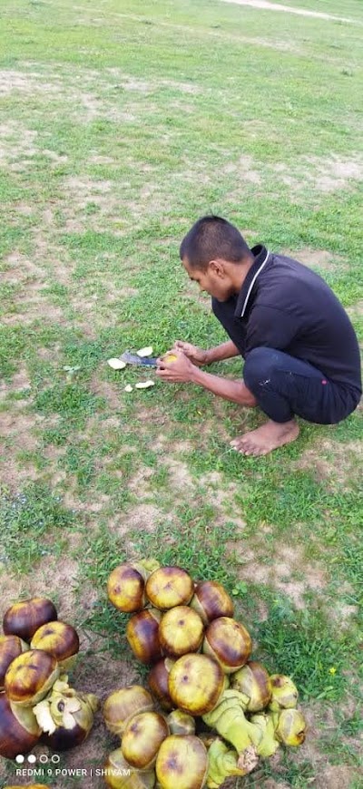 GYMO1ZI1LT4B_Mahua_tar_ChIJT6dJg8Ep8jkRRPdg3SmsiQs_2