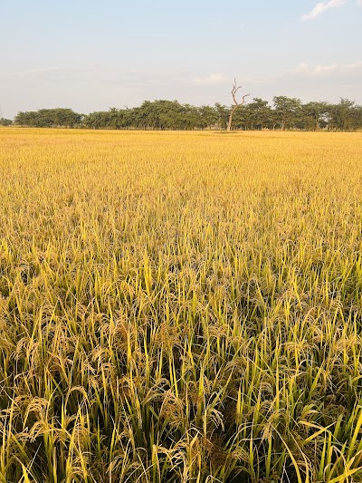 POST3ZV85UQZ_Belchhi_Post_Office_ChIJdU2VgaI38jkRKbf7IyShXrE_3