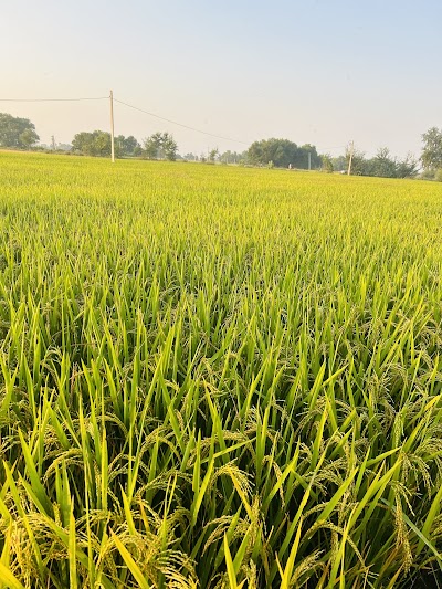 POST3ZV85UQZ_Belchhi_Post_Office_ChIJdU2VgaI38jkRKbf7IyShXrE_9