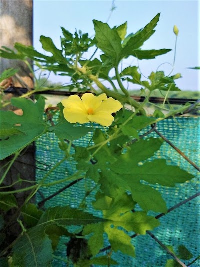 POSTRAHL0CNJ_Post_Office_Kawadpur_Lakshmipur_ChIJGSOQ4KX18TkRjhTa2iSW2aM_3