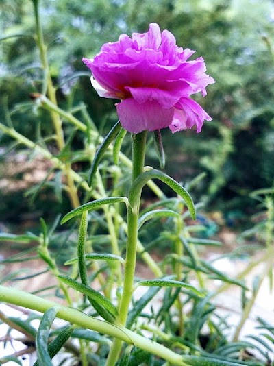 POSTRAHL0CNJ_Post_Office_Kawadpur_Lakshmipur_ChIJGSOQ4KX18TkRjhTa2iSW2aM_4