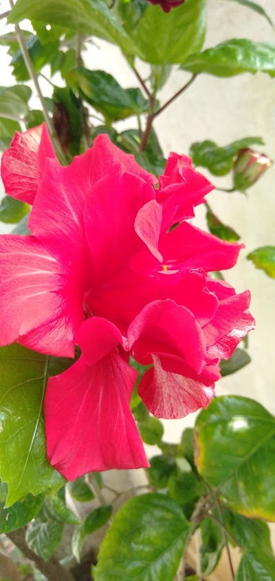 POSTRAHL0CNJ_Post_Office_Kawadpur_Lakshmipur_ChIJGSOQ4KX18TkRjhTa2iSW2aM_5