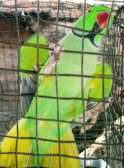 STATNL1R7LVB_Sri_Raam_Market_ChIJrSPa-hZy8jkRTJXErsauhN4_10