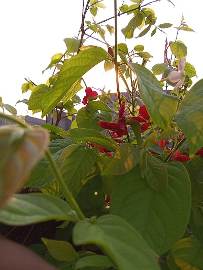 SUPEO5TP201S_Rehua_Ganpati_Chowk_ChIJ9egpeAAj8jkRhh35cxgQVFI_1