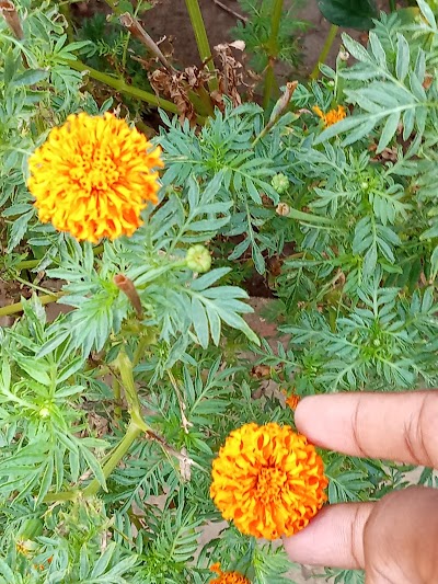 SUPEO5TP201S_Rehua_Ganpati_Chowk_ChIJ9egpeAAj8jkRhh35cxgQVFI_2