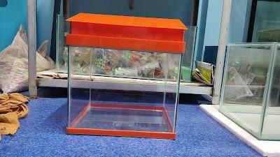 SUPER29SEE69_Dolphin_Aquarium_ChIJfdeaFqI98jkRqWwzXgf336E_7