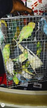 SUPER29SEE69_Dolphin_Aquarium_ChIJfdeaFqI98jkRqWwzXgf336E_8