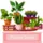 Flowers Shop